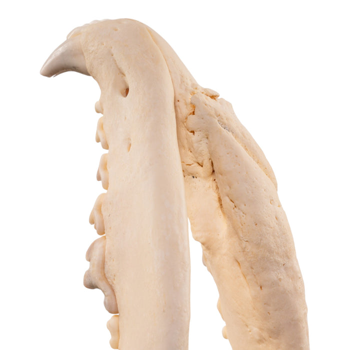 Real Gray Wolf Skull - Pathology
