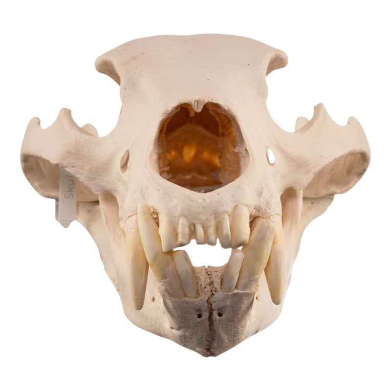 Real Grizzly Bear Skull