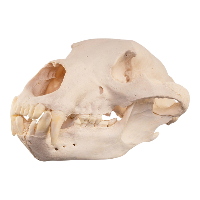 Real Grizzly Bear Skull