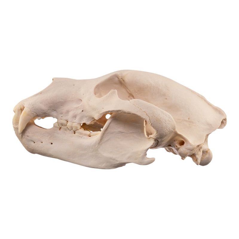 Real Grizzly Bear Skull