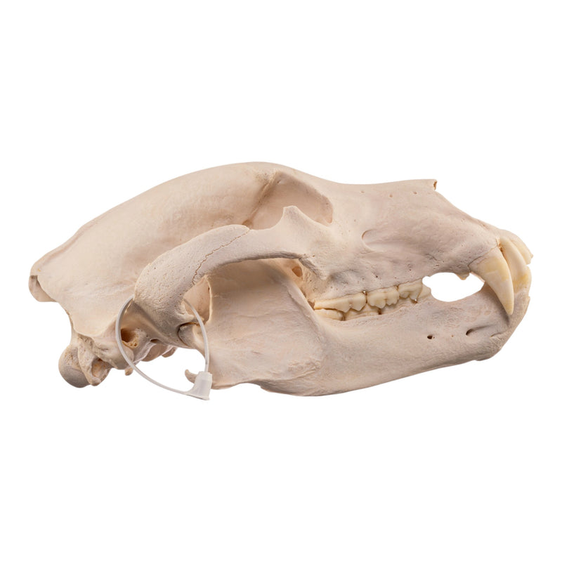Real Grizzly Bear Skull