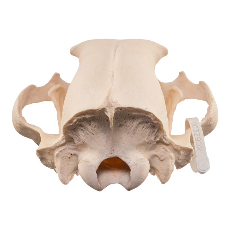 Real Grizzly Bear Skull