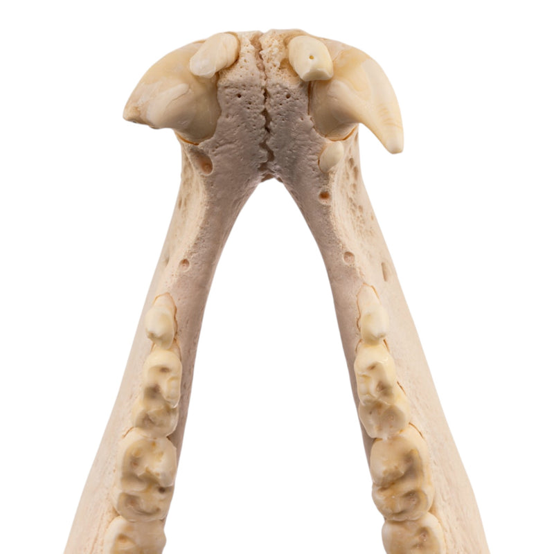 Real Grizzly Bear Skull