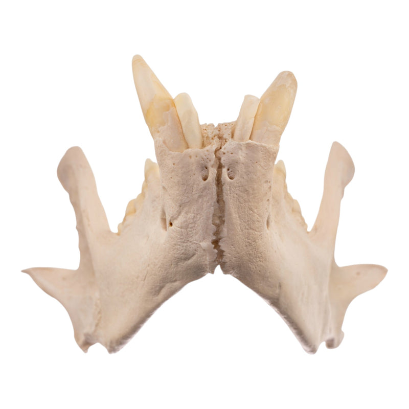 Real Grizzly Bear Skull