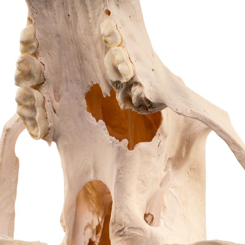 Real Grizzly Bear Skull