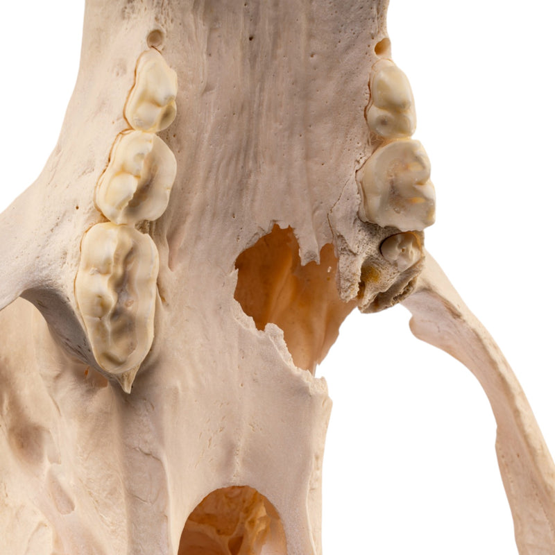Real Grizzly Bear Skull