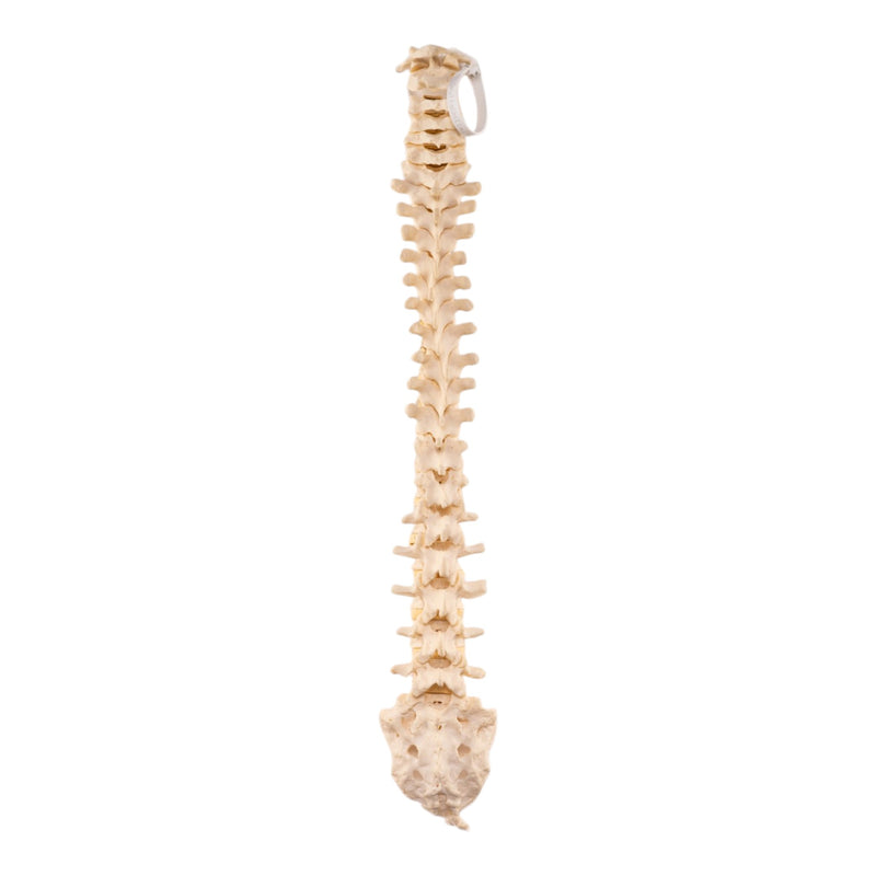 Real Loosely Strung Human Spine, Sacrum and Coccyx