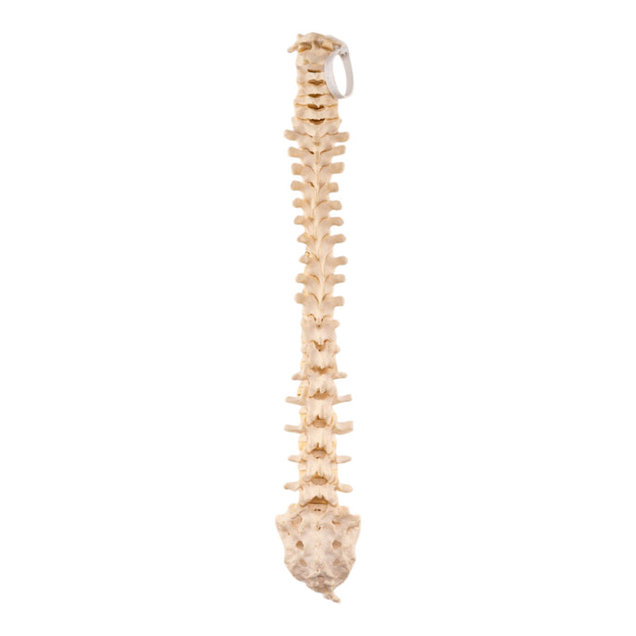 Real Loosely Strung Human Spine, Sacrum and Coccyx