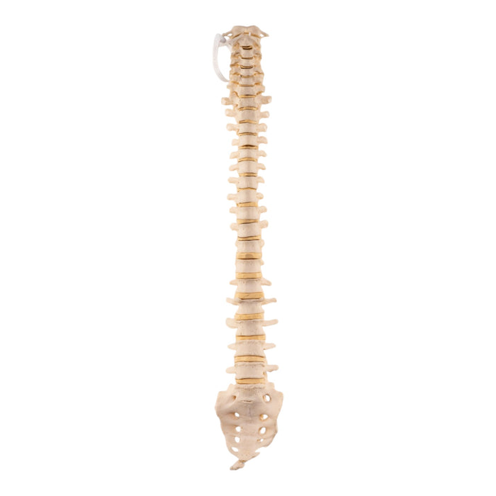 Real Loosely Strung Human Spine, Sacrum and Coccyx