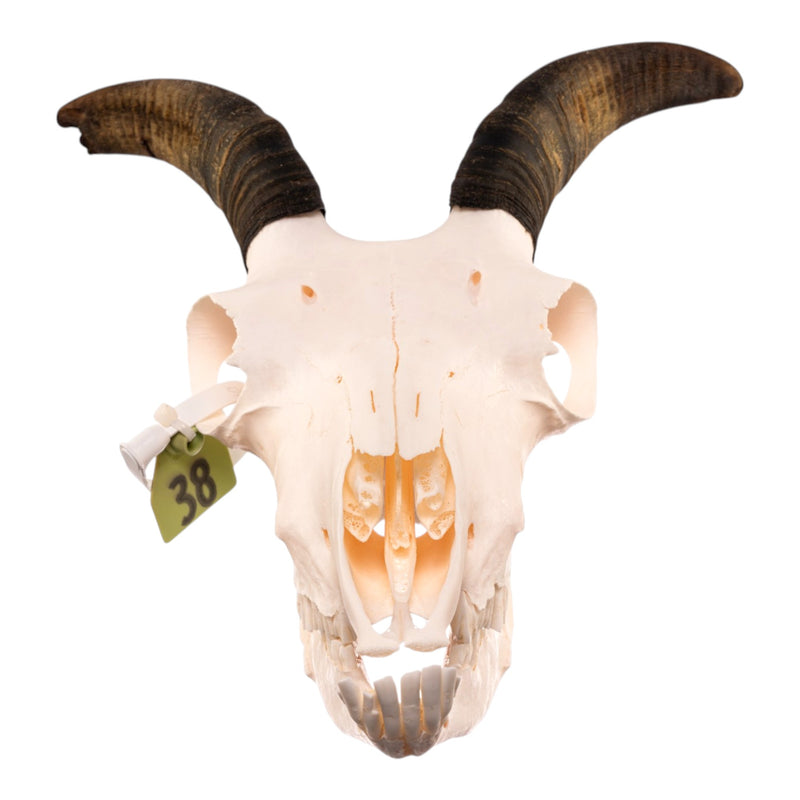 Real Bighorn Sheep Skull