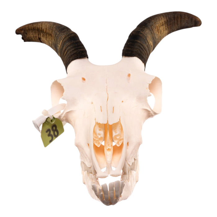 Real Bighorn Sheep Skull
