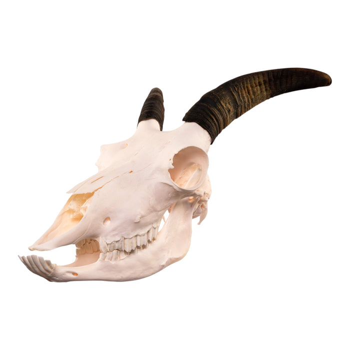Real Bighorn Sheep Skull
