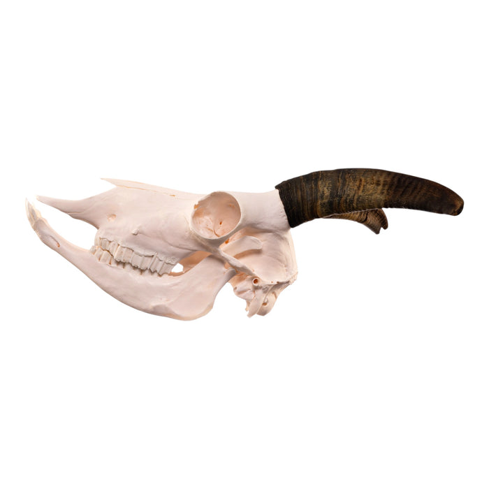 Real Bighorn Sheep Skull