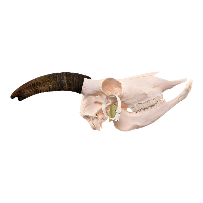 Real Bighorn Sheep Skull