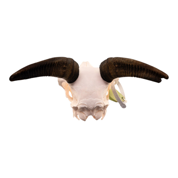 Real Bighorn Sheep Skull