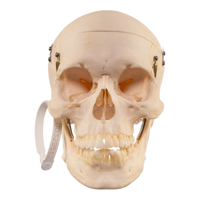 Real Human Skull