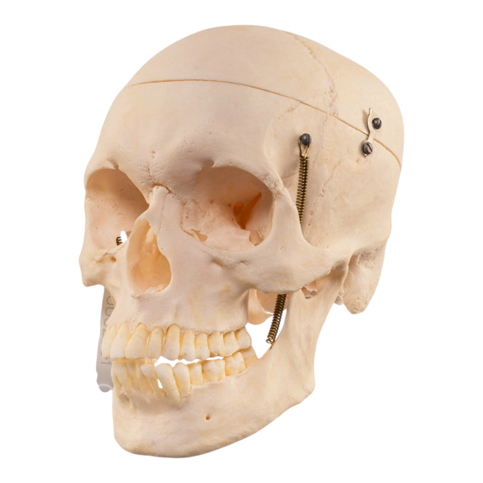 Real Human Skull