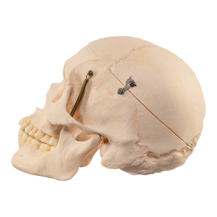 Real Human Skull