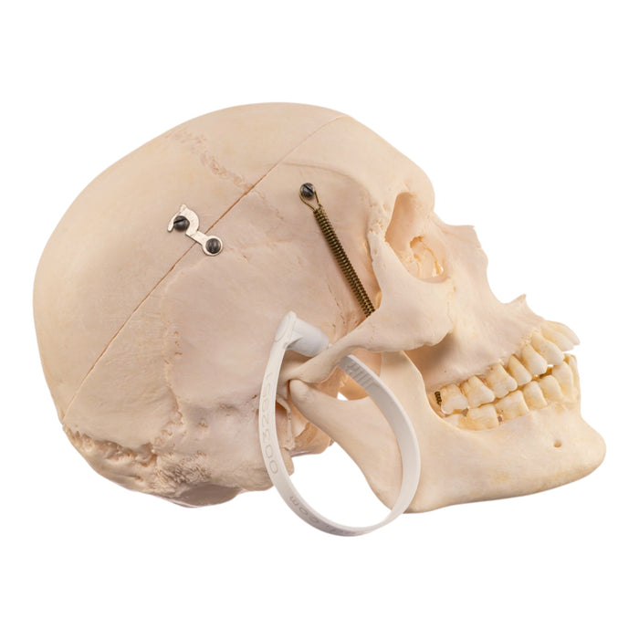 Real Human Skull