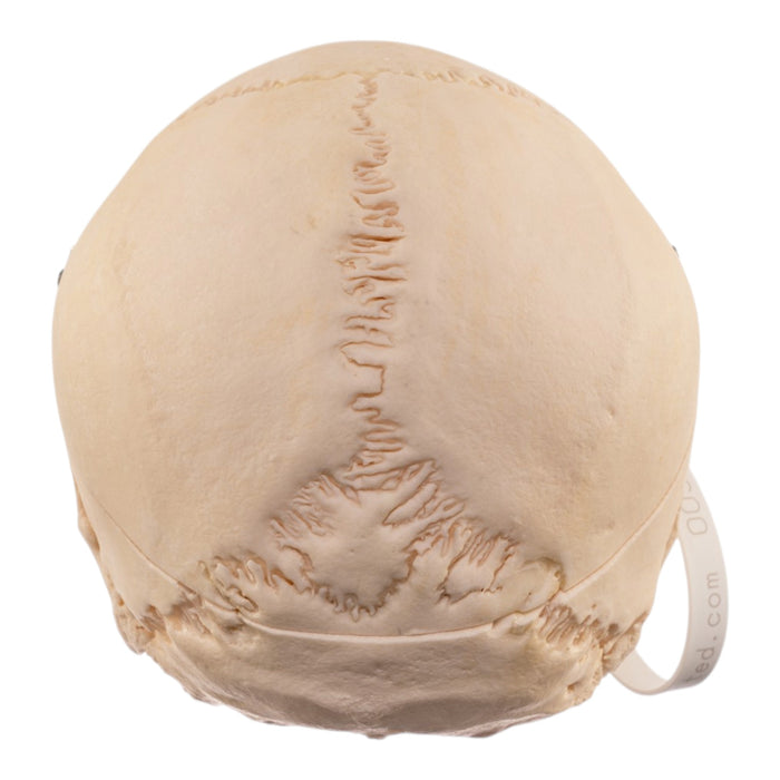 Real Human Skull