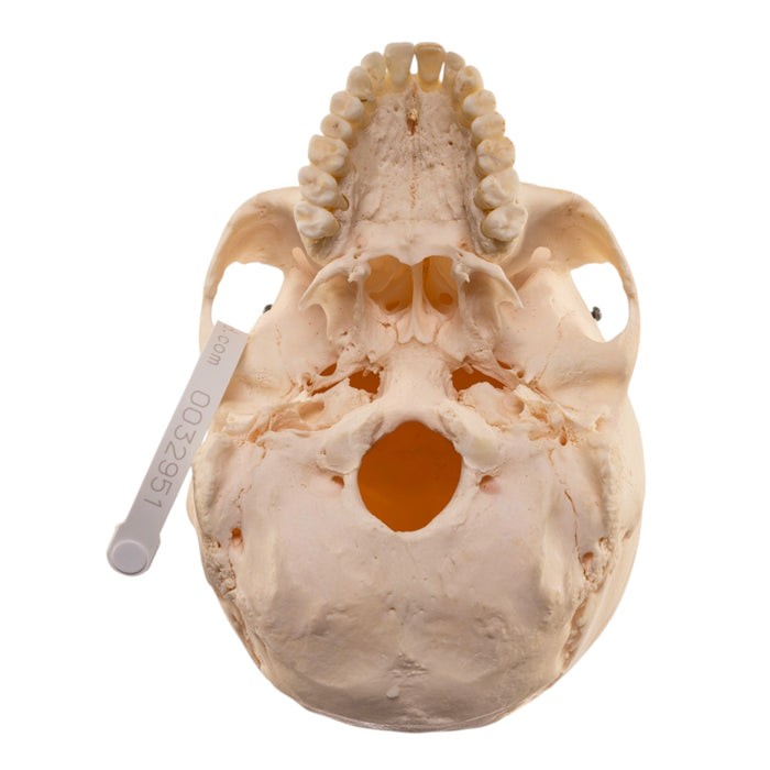 Real Human Skull