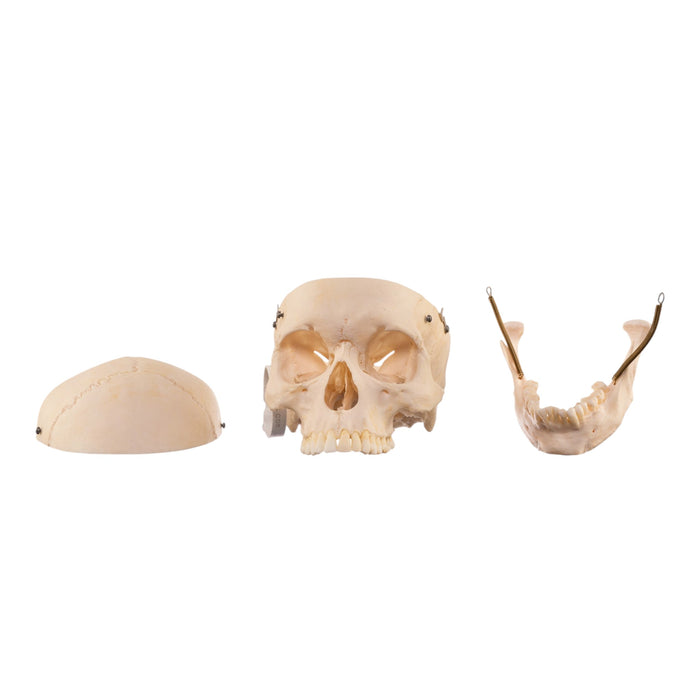 Real Human Skull