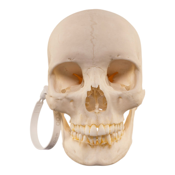 Real Human Skull