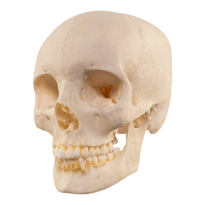 Real Human Skull
