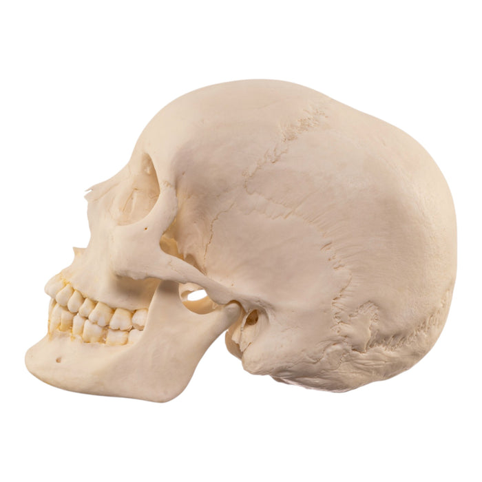 Real Human Skull
