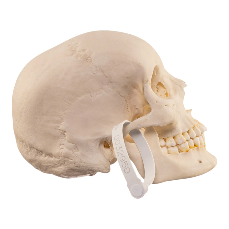 Real Human Skull