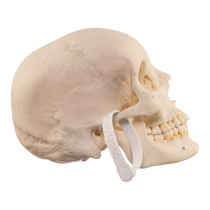 Real Human Skull