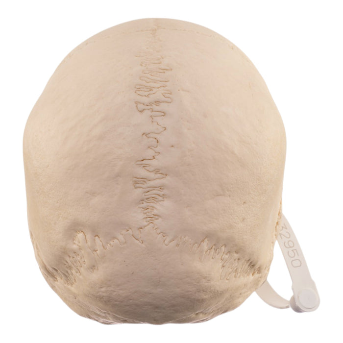 Real Human Skull