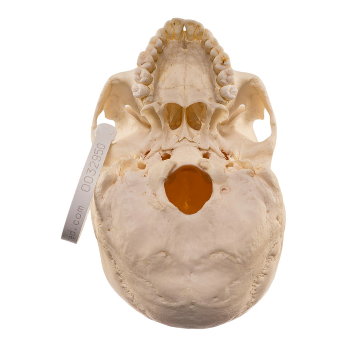 Real Human Skull