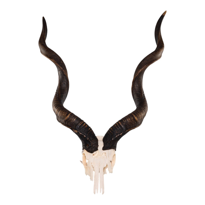 Real Greater Kudu Skull