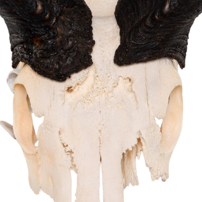 Real Greater Kudu Skull