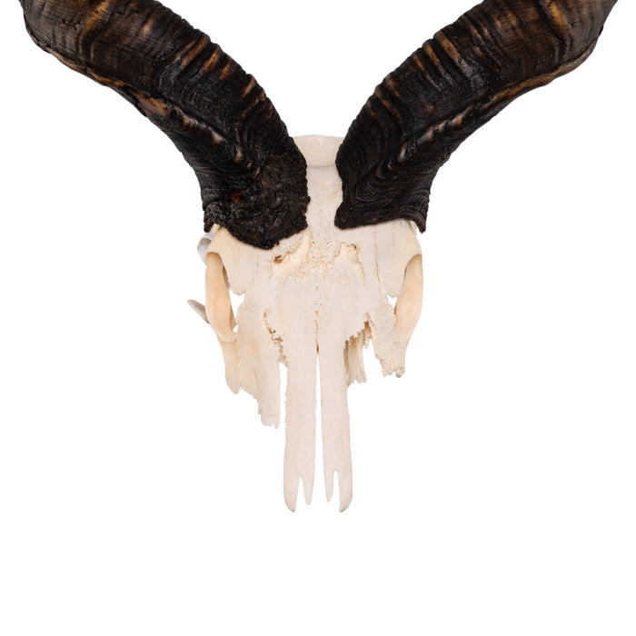 Real Greater Kudu Skull