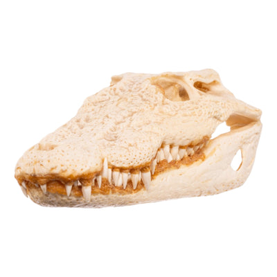 Real Nile Crocodile Skull (7.9 in)