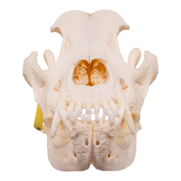 Real Domestic Dog Skull - Pathology
