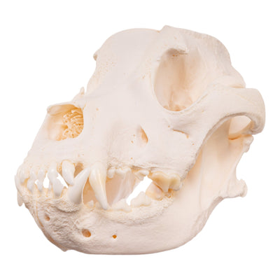 Real Domestic Dog Skull - Pathology