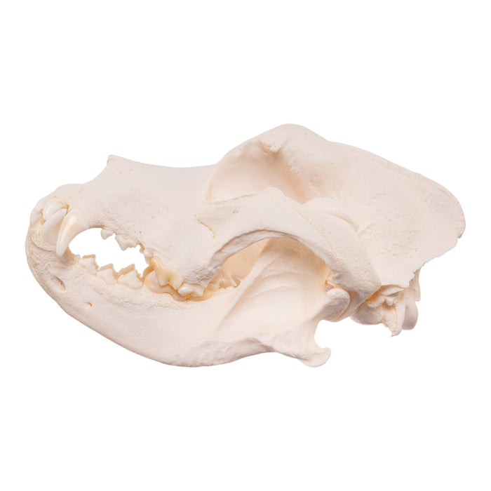 Real Domestic Dog Skull - Pathology