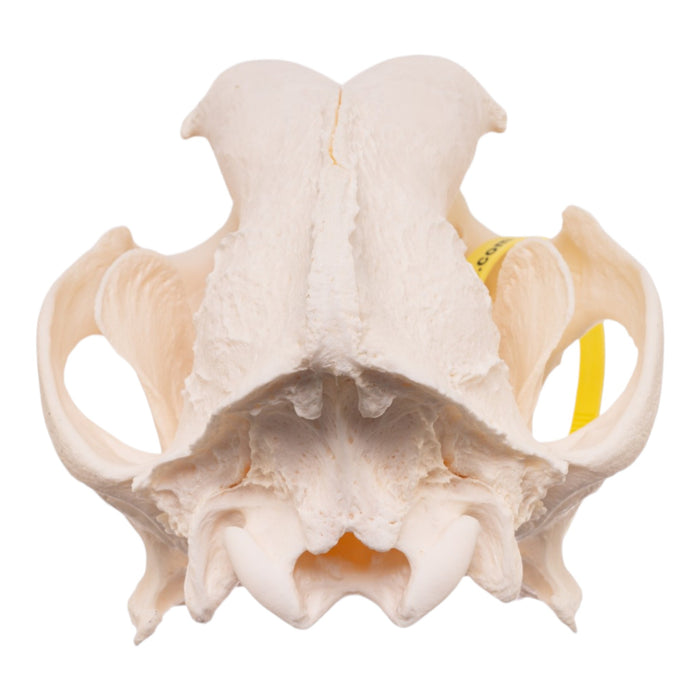 Real Domestic Dog Skull - Pathology