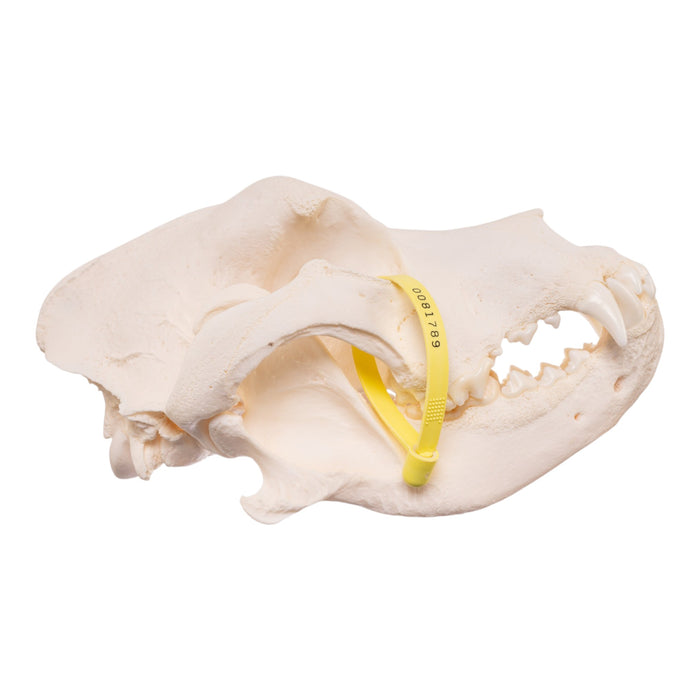 Real Domestic Dog Skull - Pathology