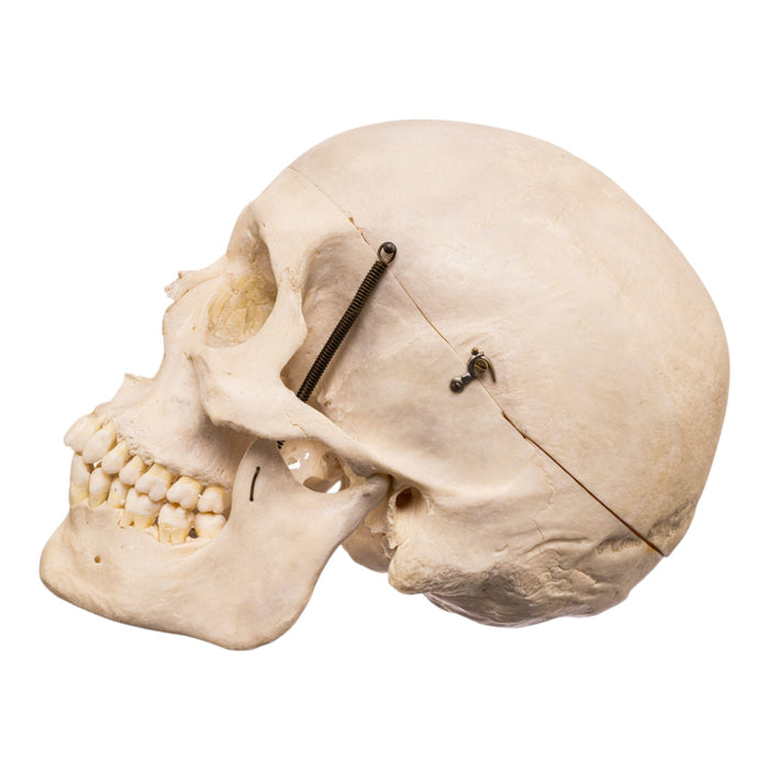 Real Human Skull