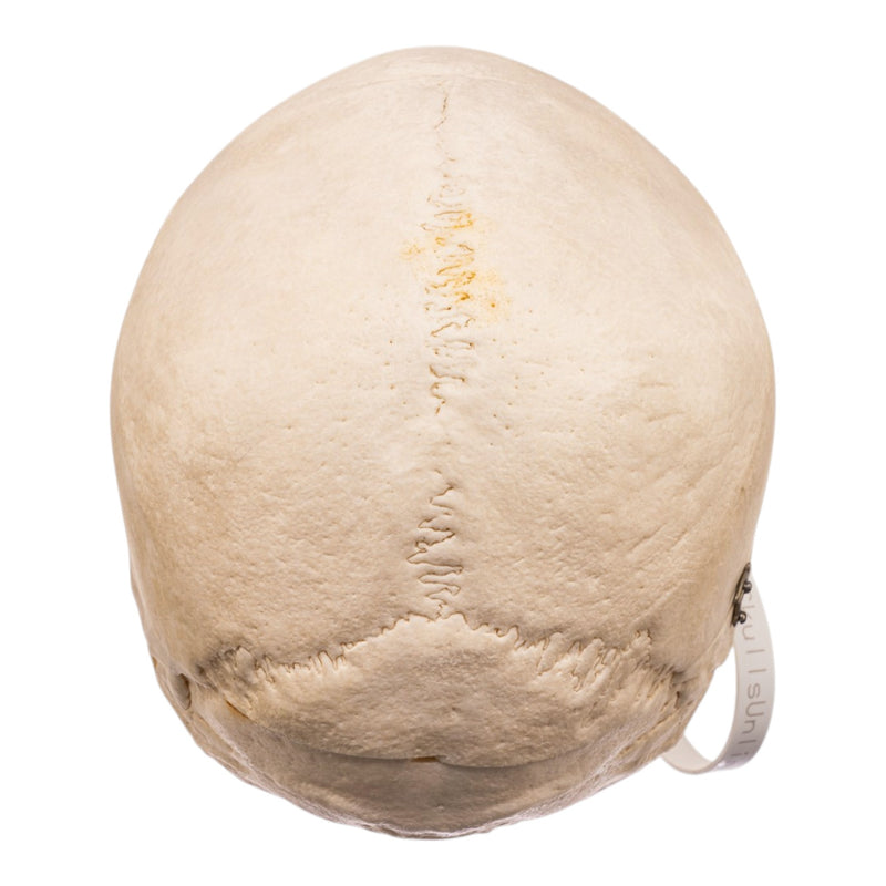 Real Human Skull