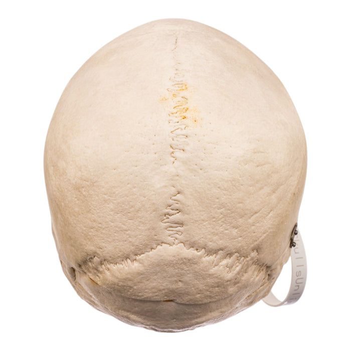Real Human Skull