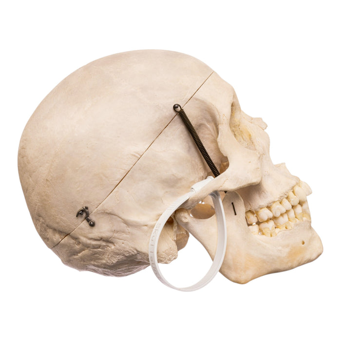 Real Human Skull