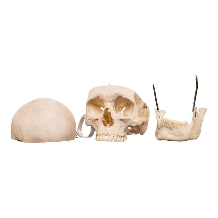 Real Human Skull