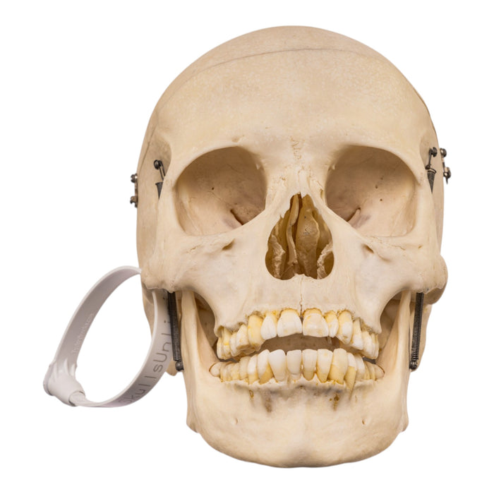 Real Human Skull