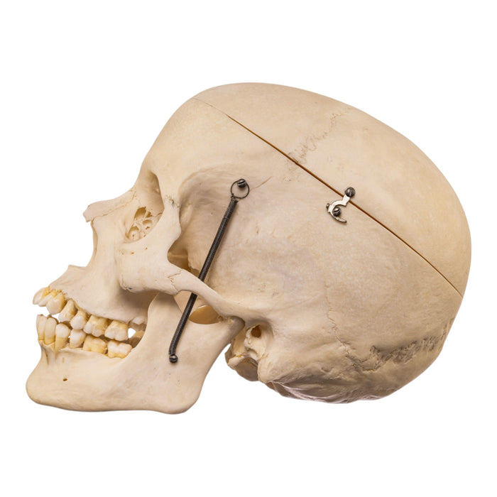 Real Human Skull