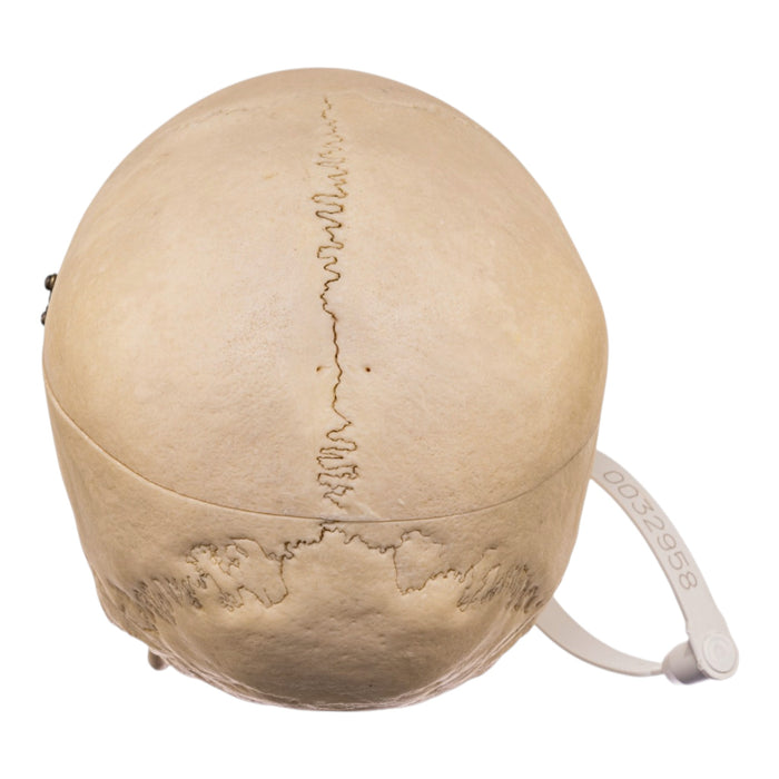 Real Human Skull